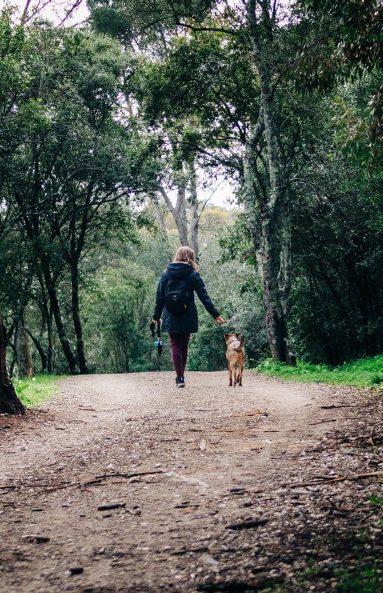 Hundeurlaub in Österreich